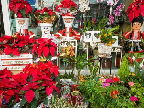 božična zvezda, rastline, rože, figure, božič