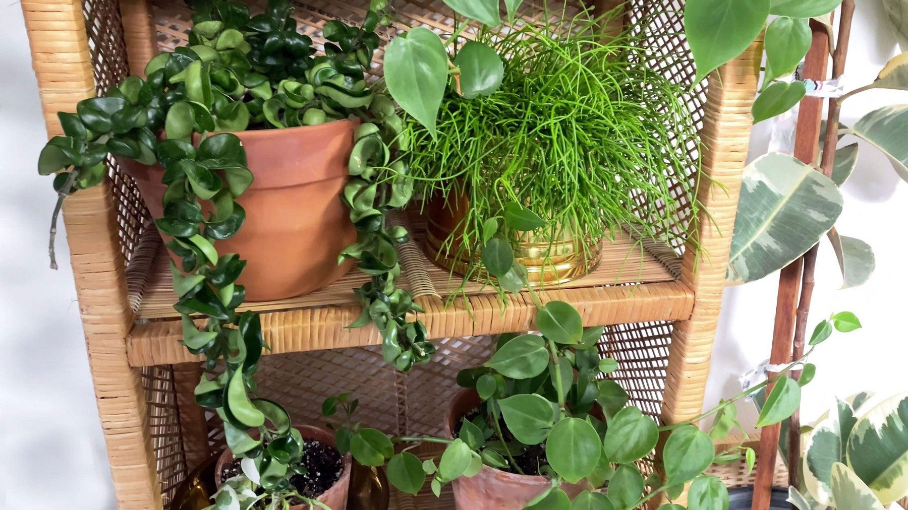 rože, sobne rastline, zelenje, police