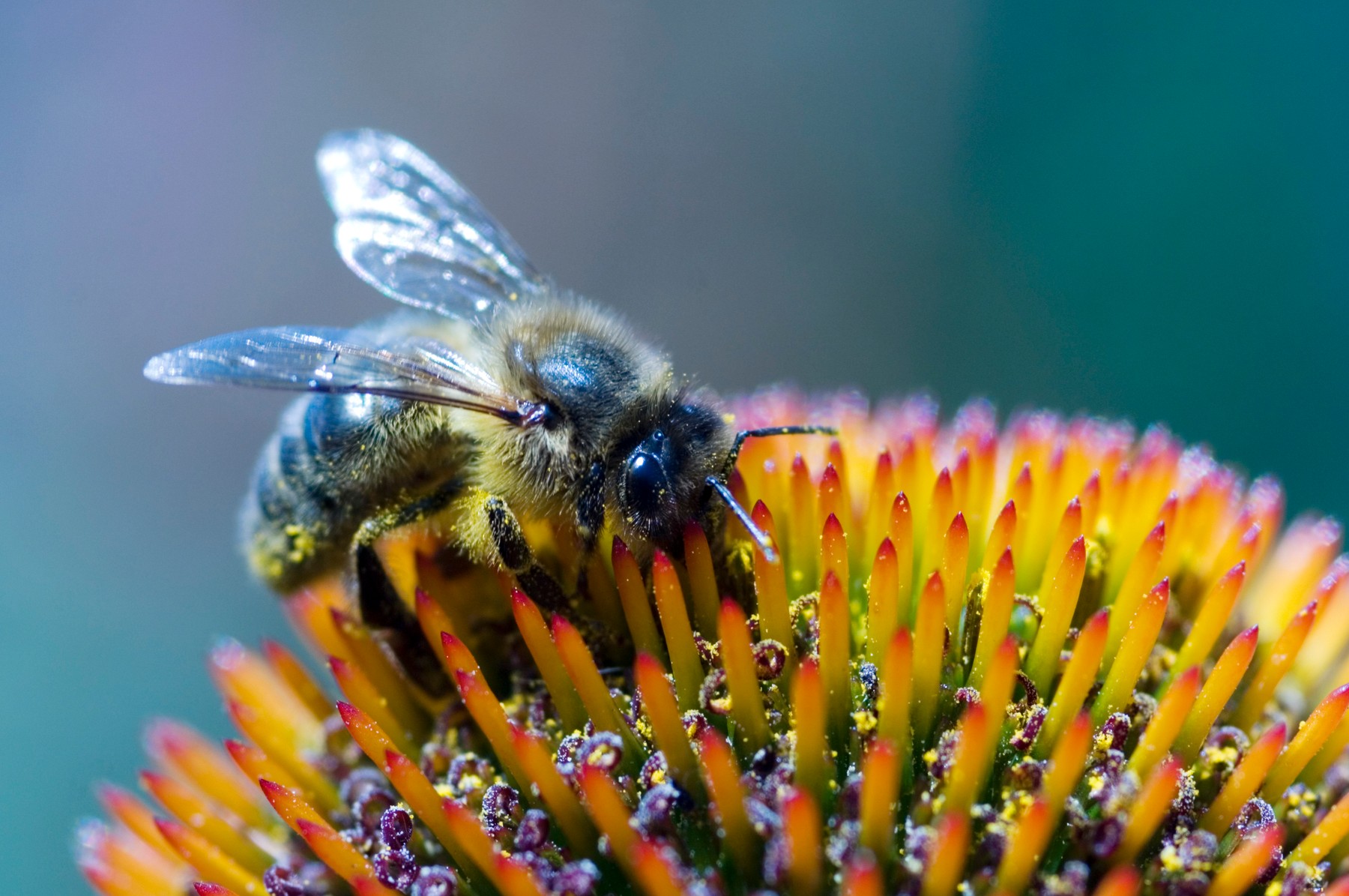 Honeybee on flower