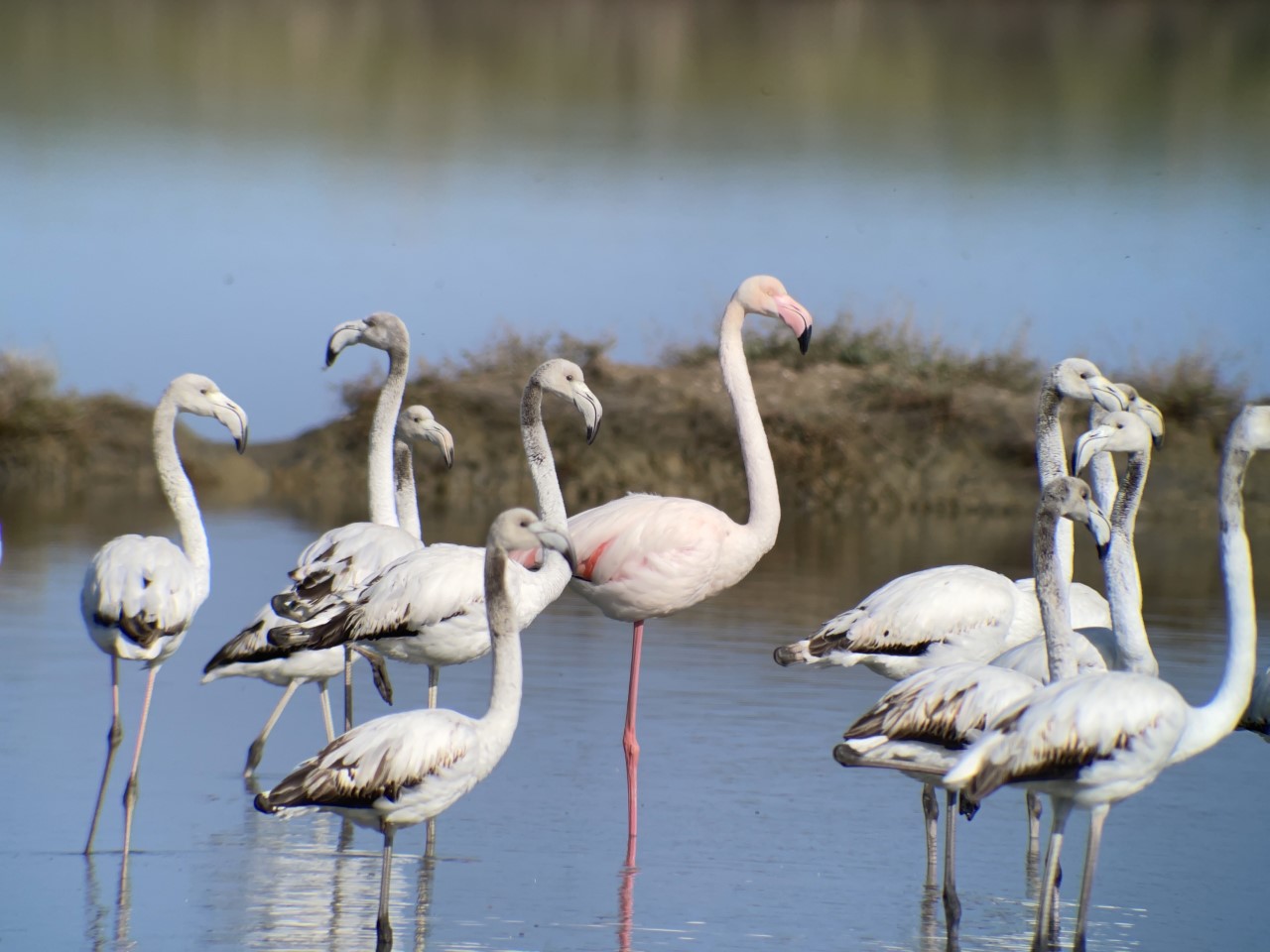 Plamenci - flamingi v Sečovljah
