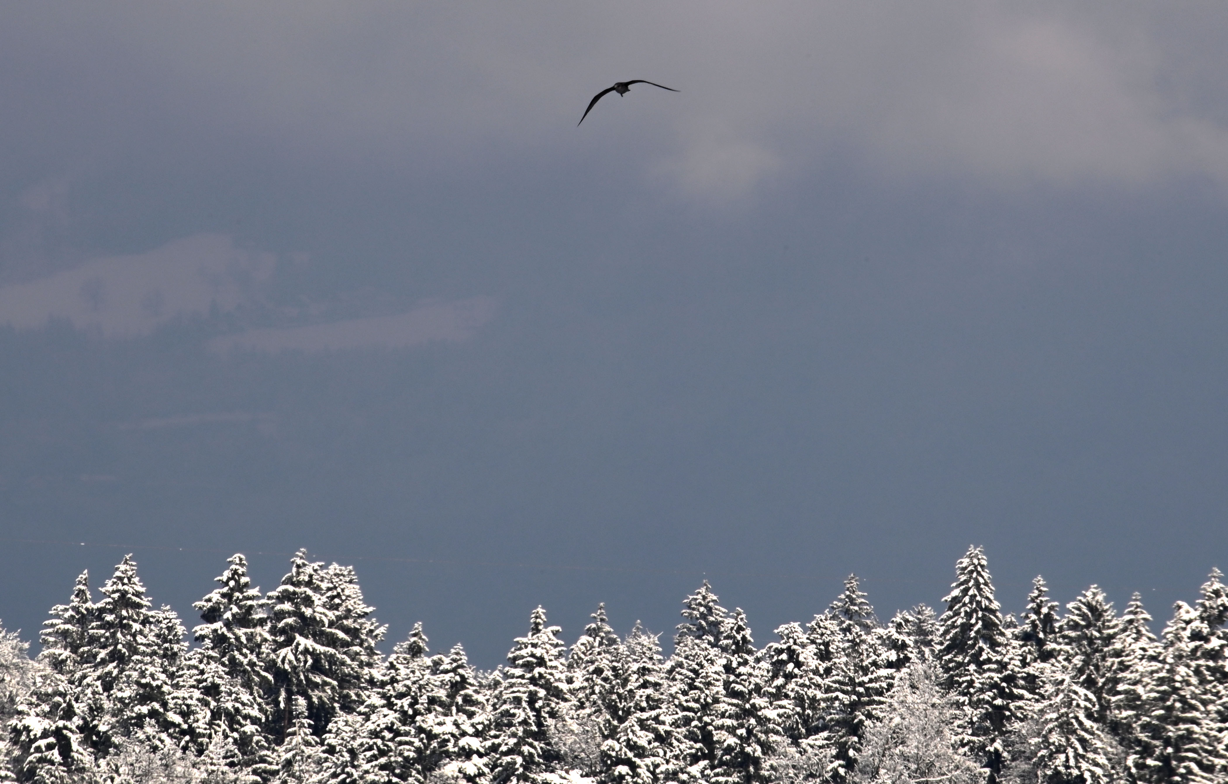 Sneg, zimska pokrajina