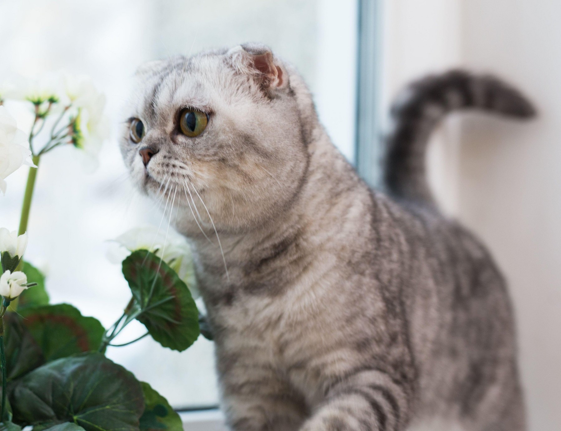 Škotska klapouhka, mačka, roža