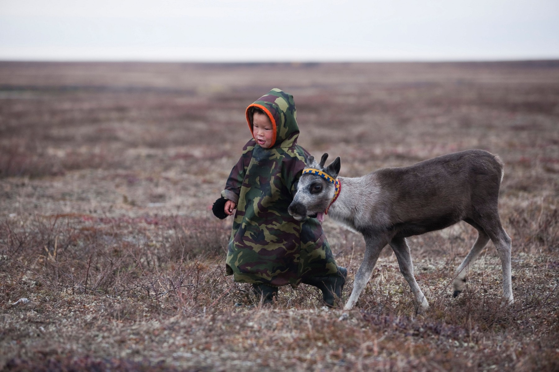 neneci, severni jeleni