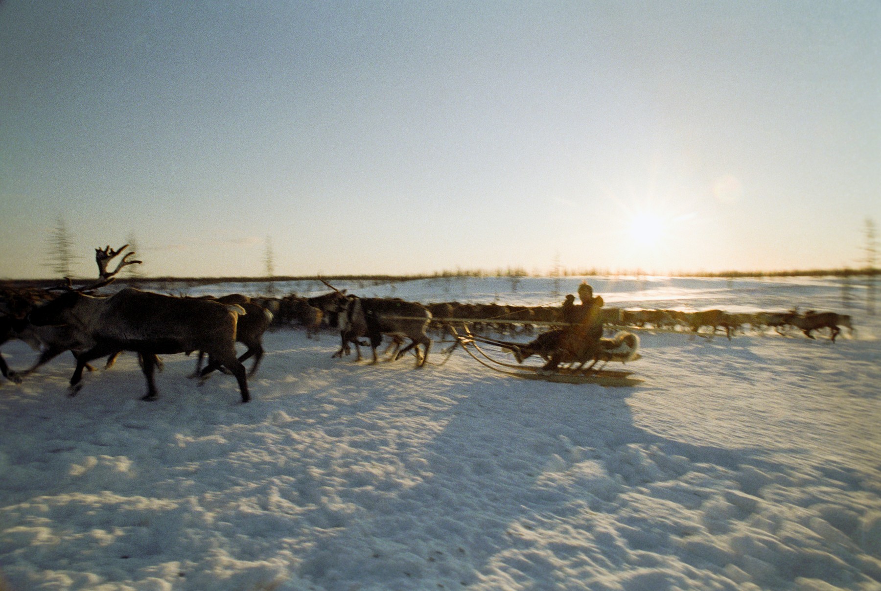 neneci, severni jeleni