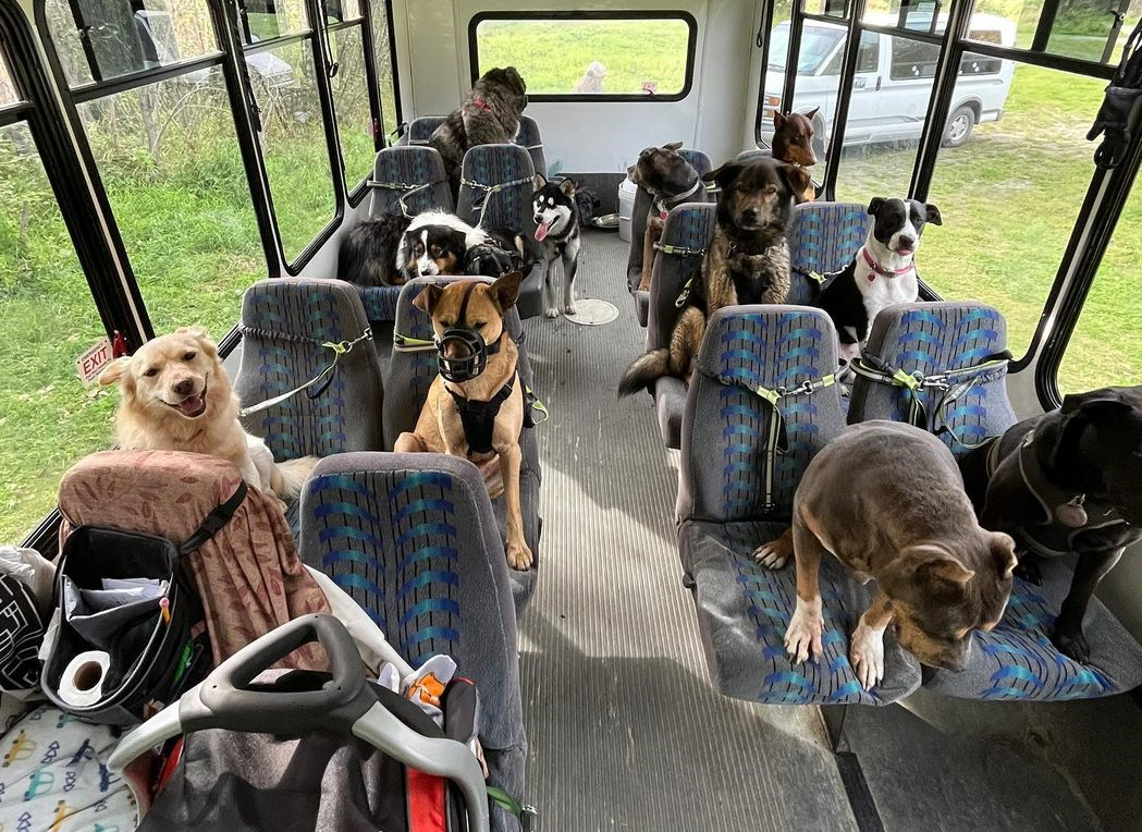 pasji avtobus