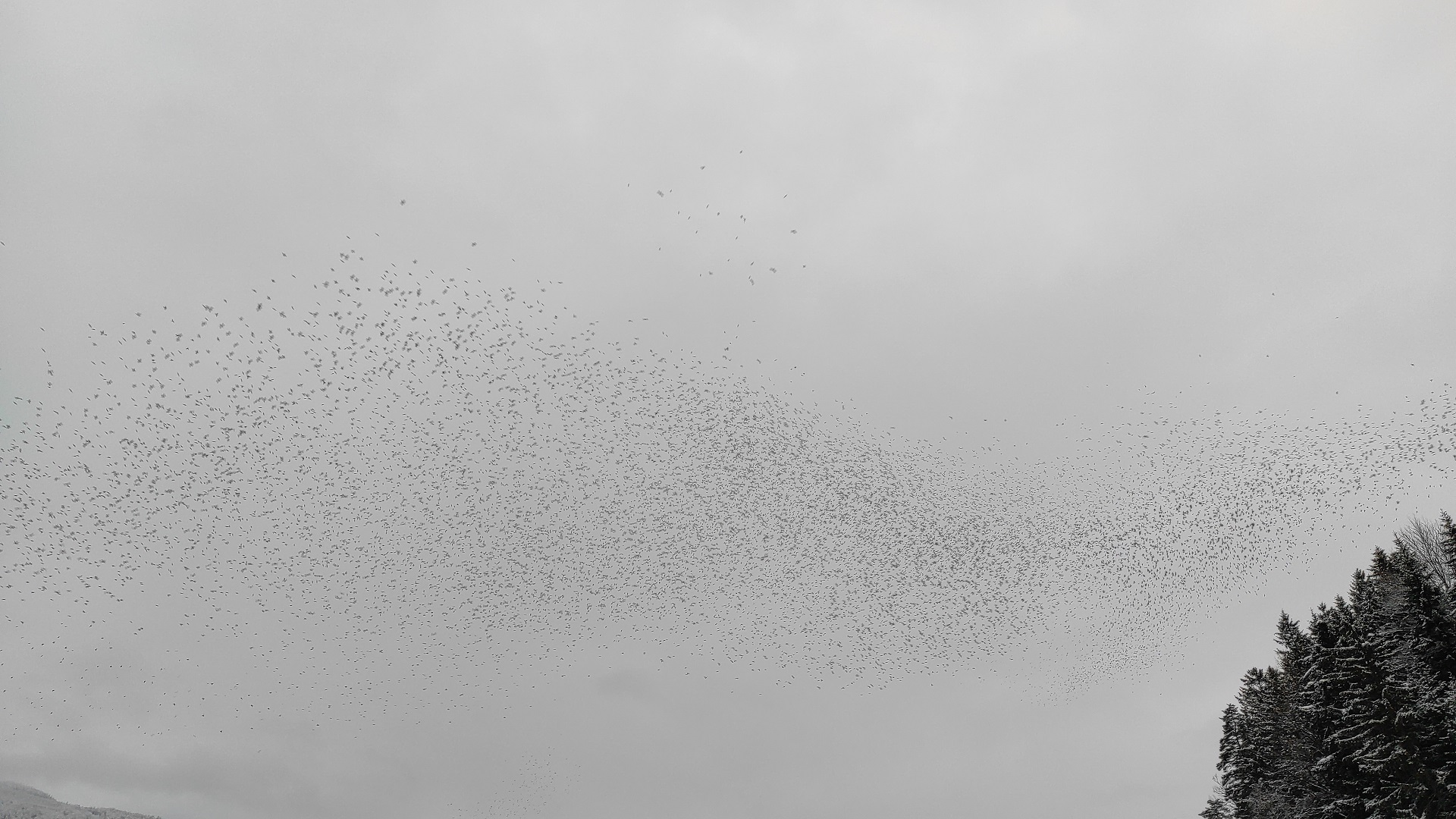 Pinože (FOTO: Pia Höfferle)