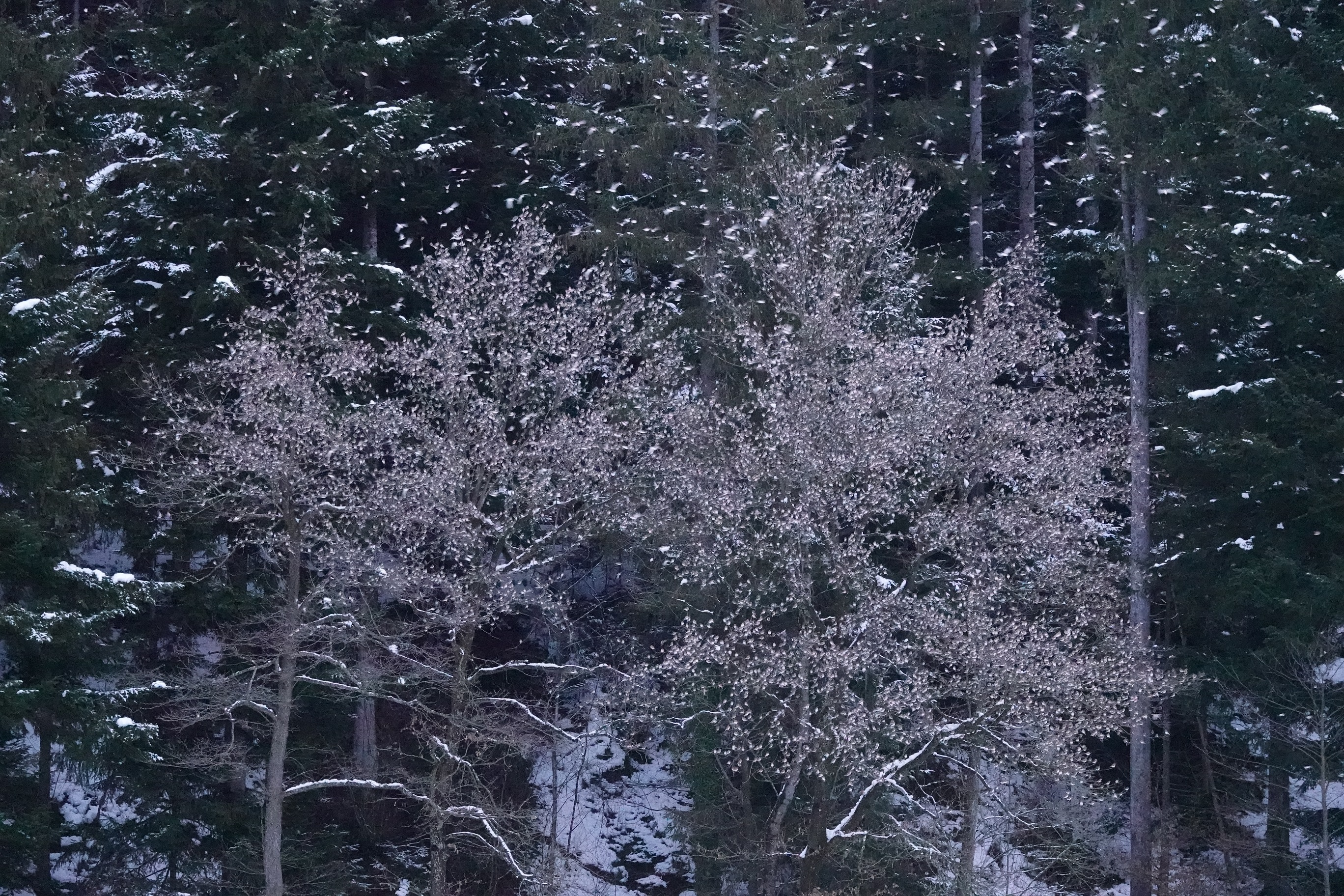 Pinože (FOTO: Tomaž Mihelič)