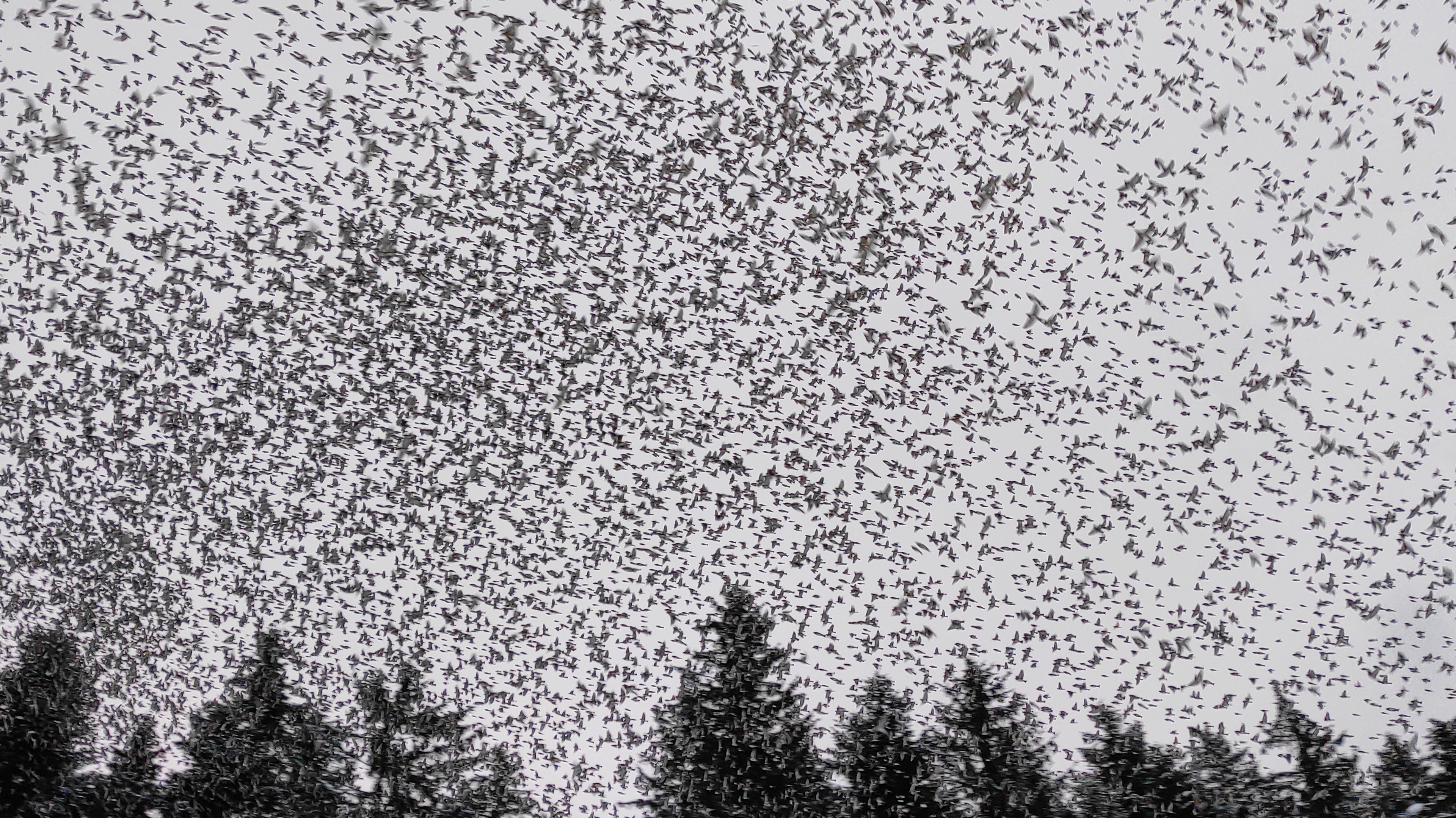 Pinože (FOTO: Pia Höfferle)