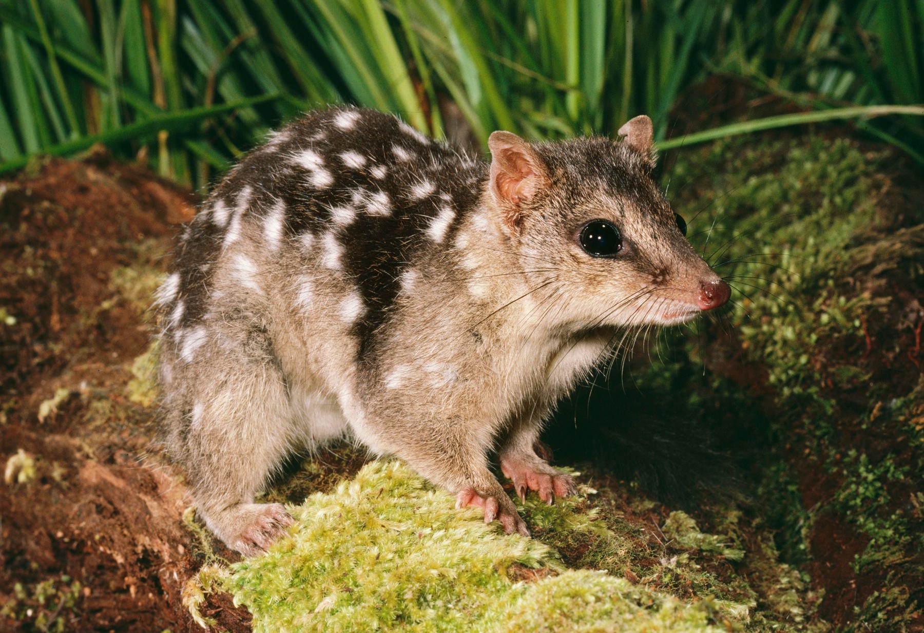 pegasta kuna vrečarica