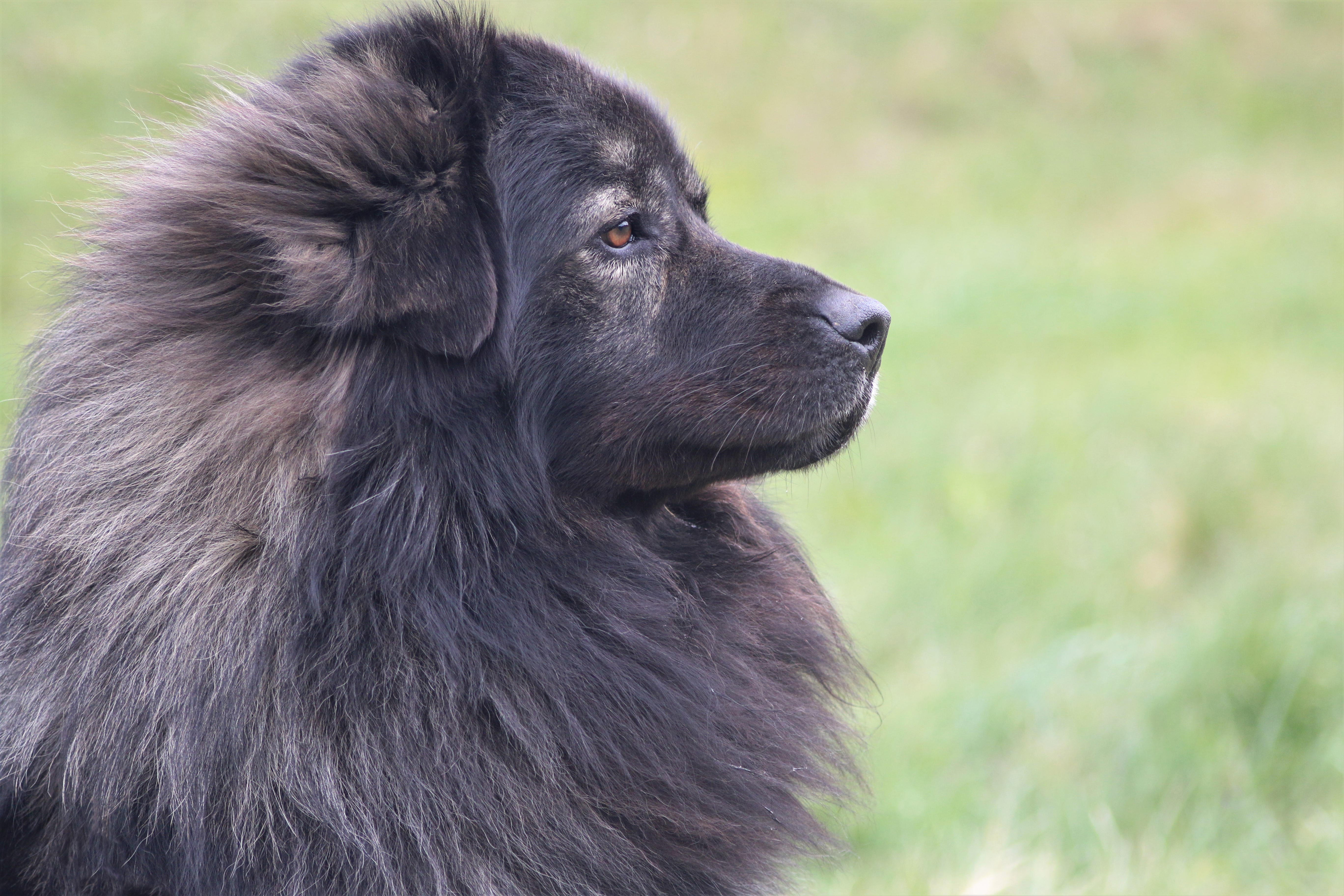 Kraški ovčar Nande