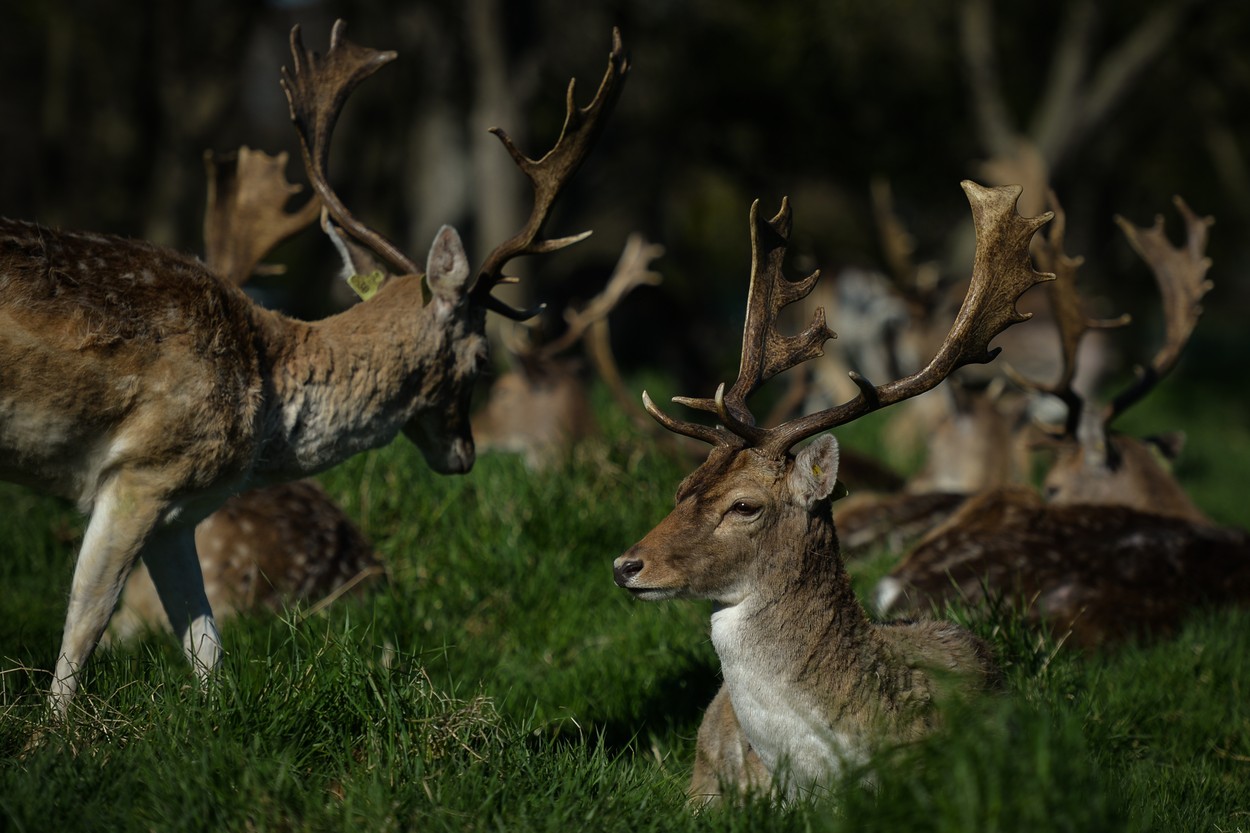 Wild Deer From Phoenix Park In Dublin, Ireland - 02 Apr 2021