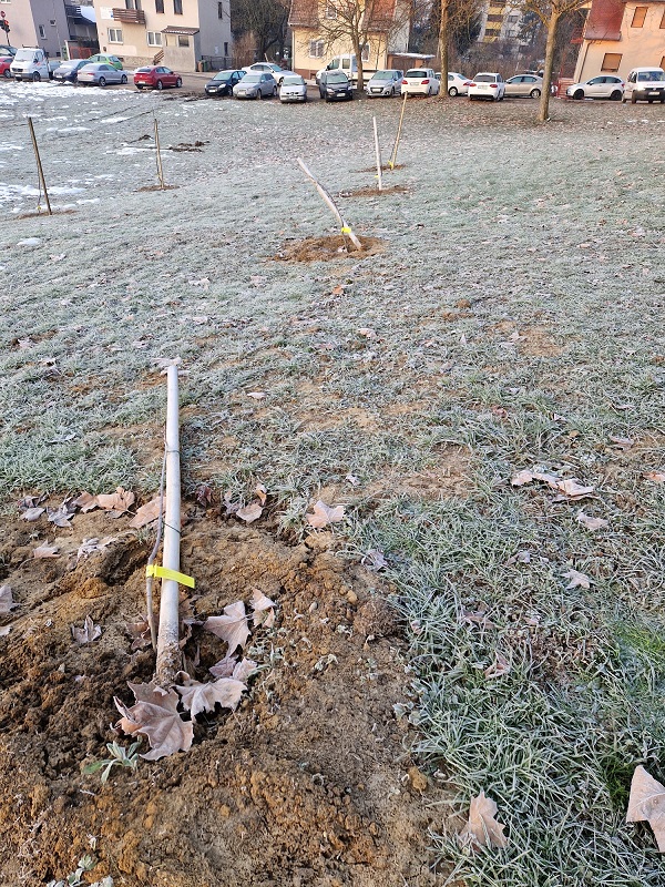 drevesa, celje, vandalizem