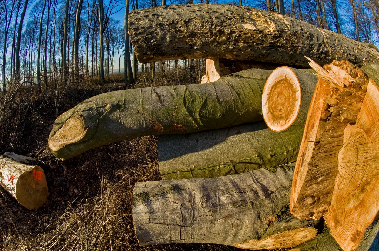 gozd, sečnja, hlodi