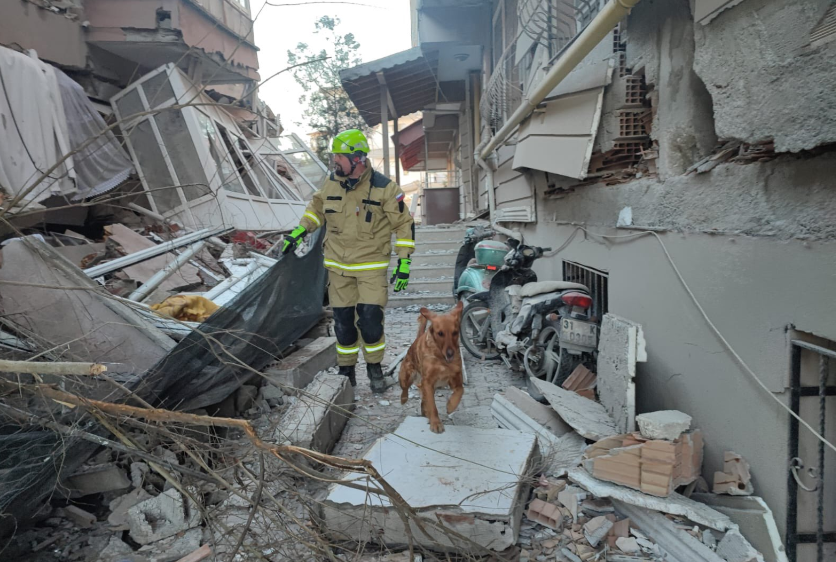 Turčija, potres, pomoč, psi