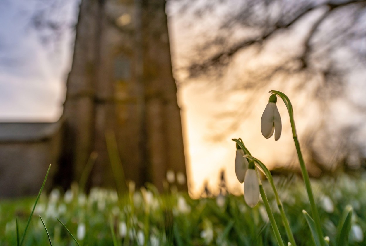 pomlad, zvonček,, sonce, vreme, jasno