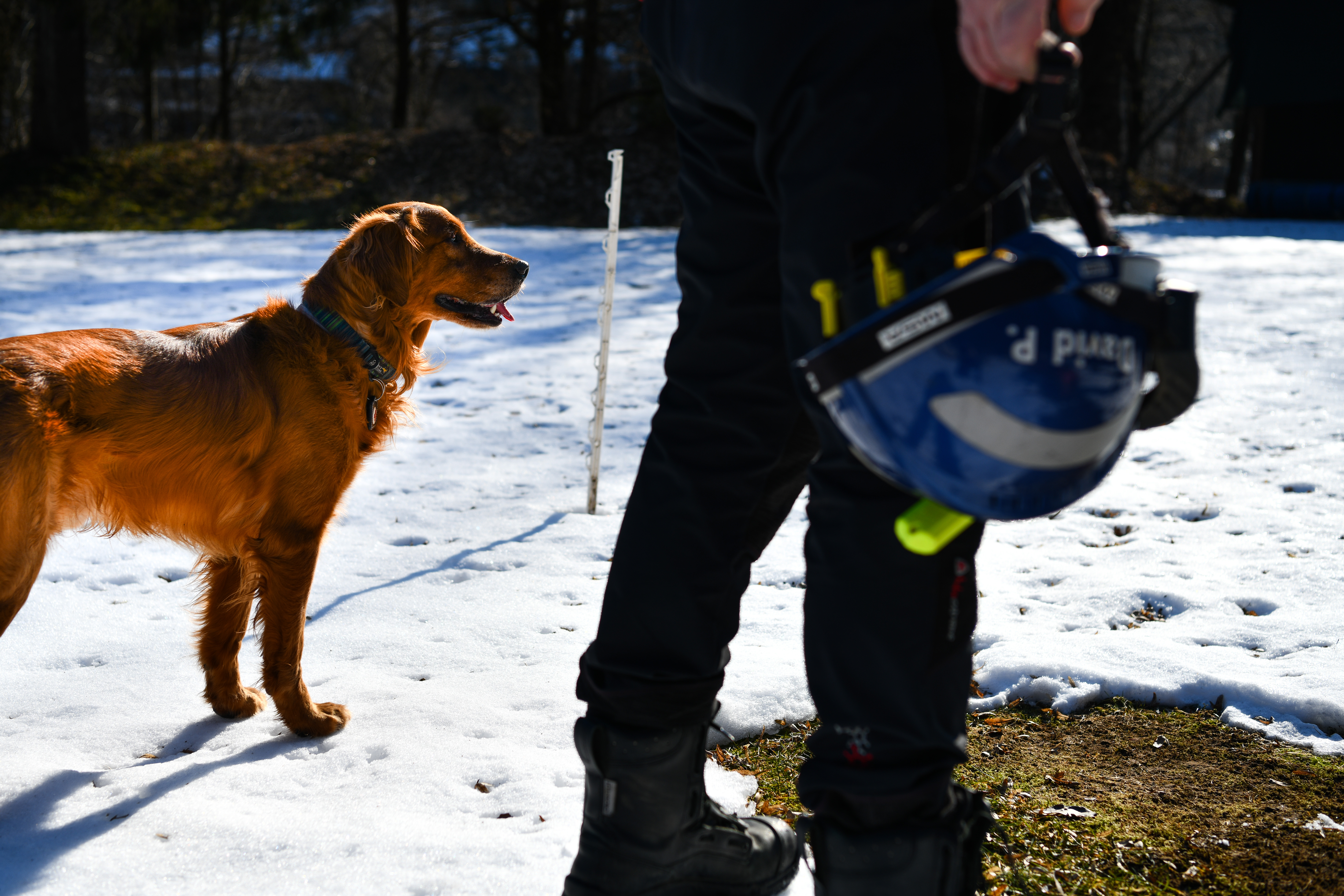 Reševalni pes Mali. (Jan Gregorc/N1)