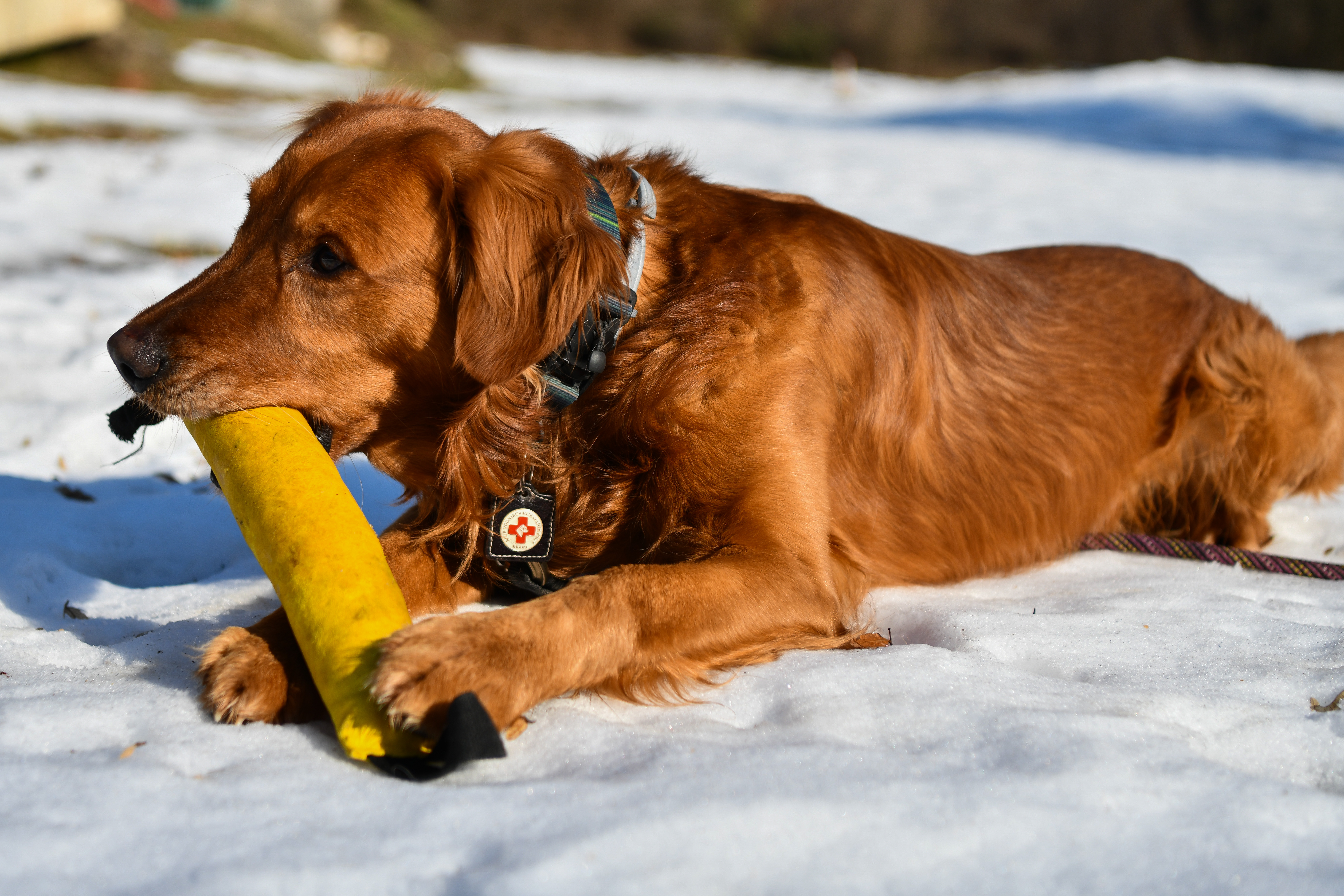 Reševalni pes Mali.