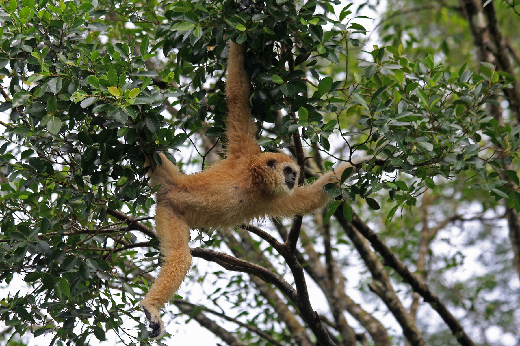 White-handed Gibbon female 085.