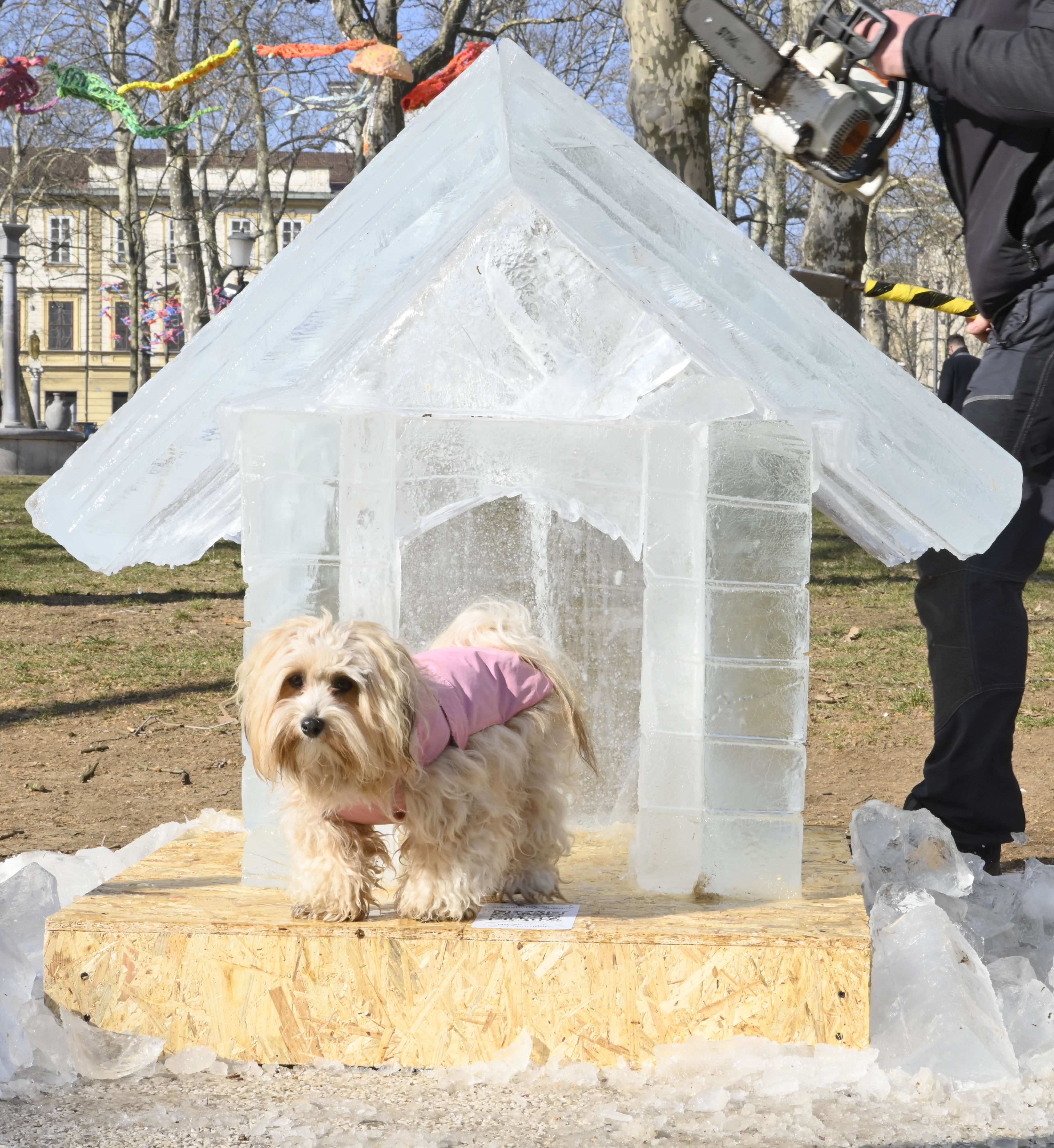 Žiga Živulović jr./BOBO