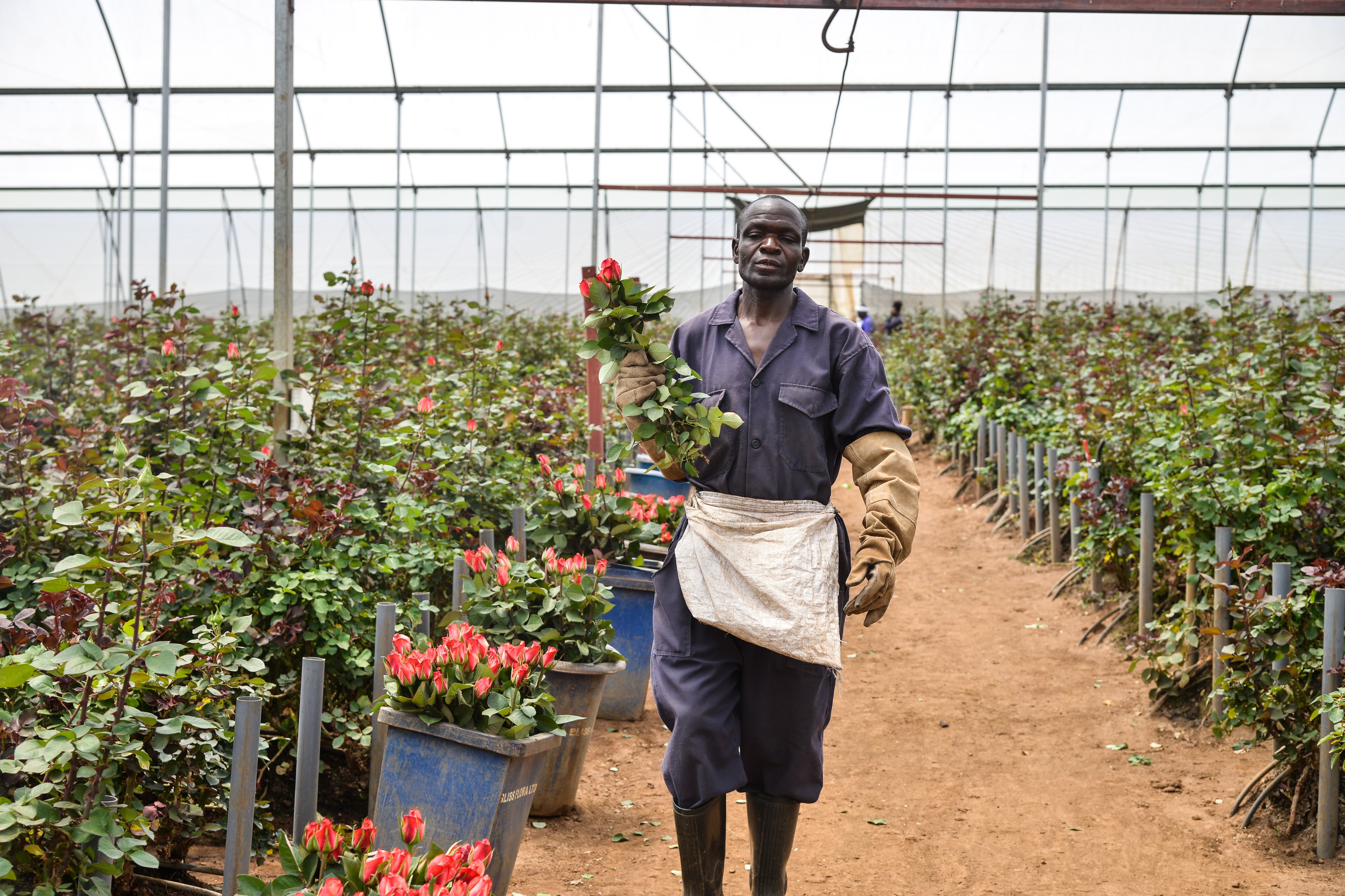 vrtnice, kenija, farme