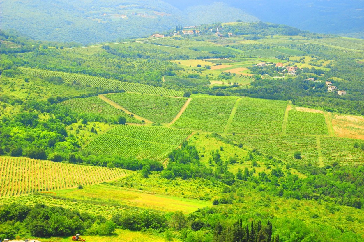 vinograd, Hrvaška, Istra