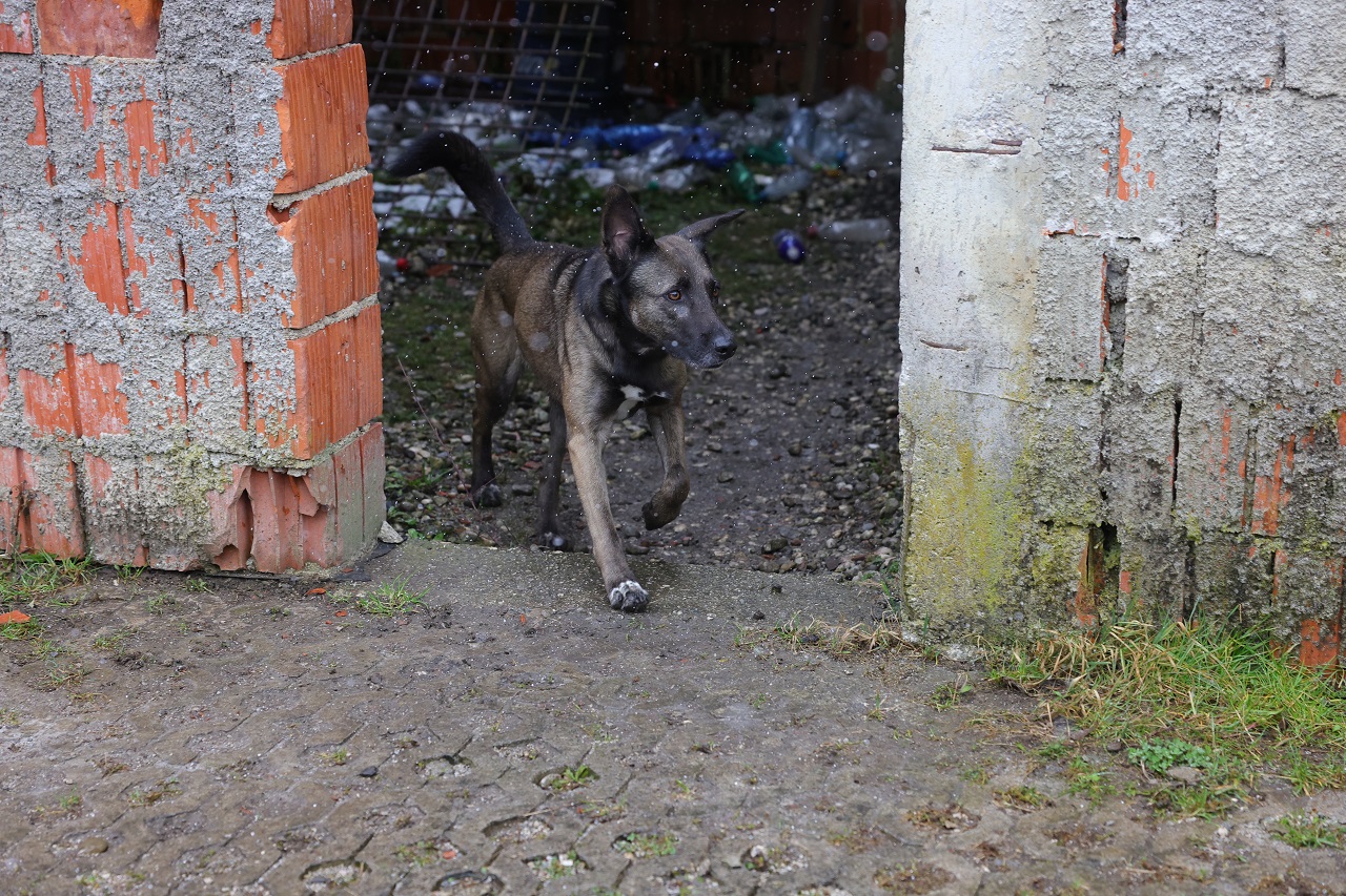 Luka Dakskobler / Bobo