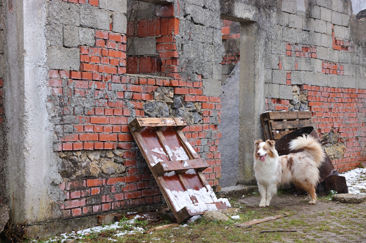 Luka Dakskobler / Bobo