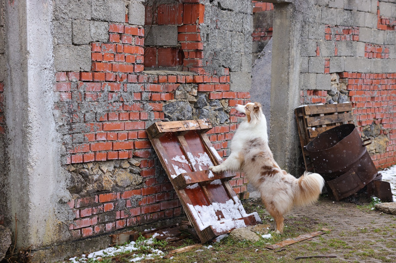 Luka Dakskobler / Bobo