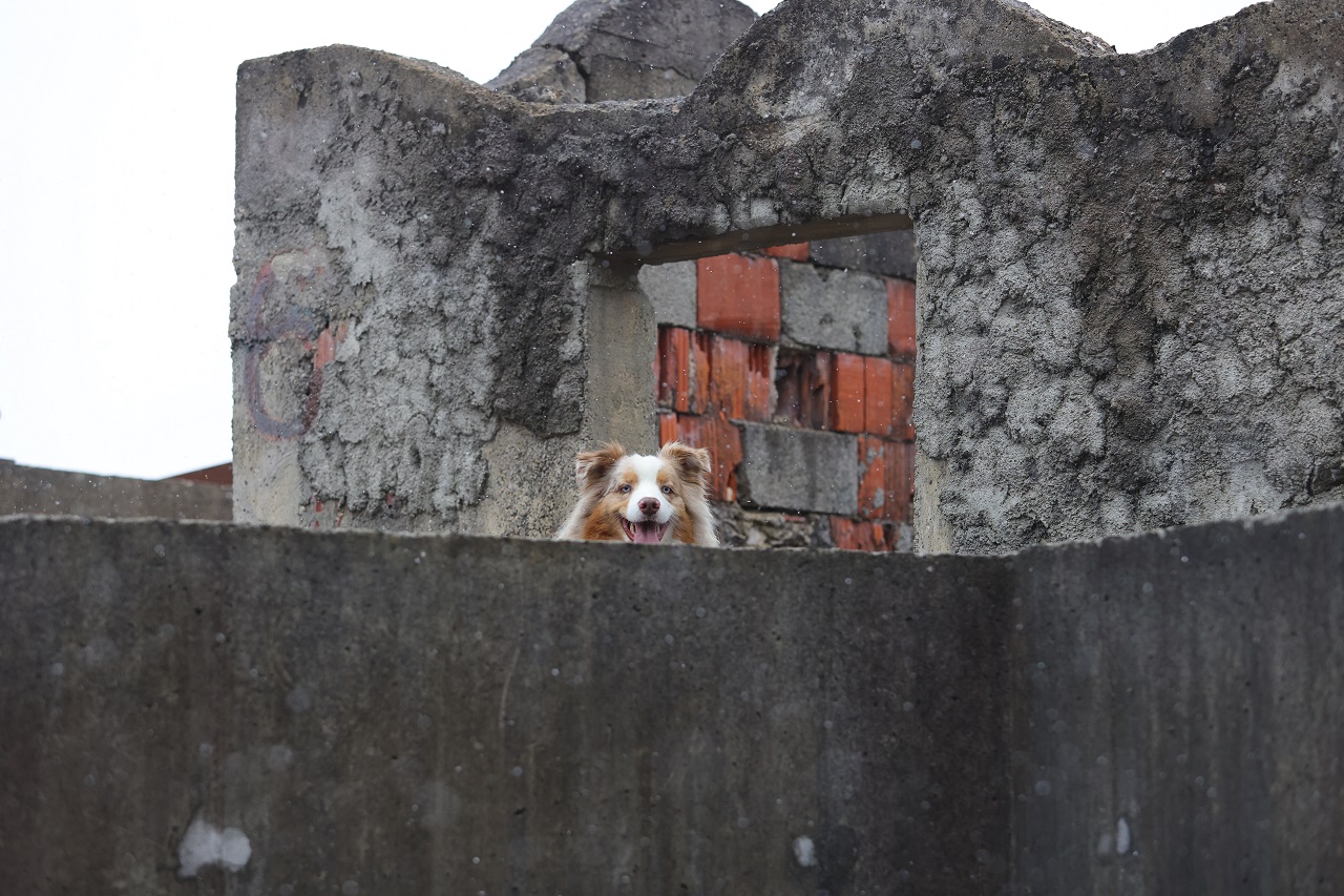 Psi reševalci, reševanje, pes, kuža