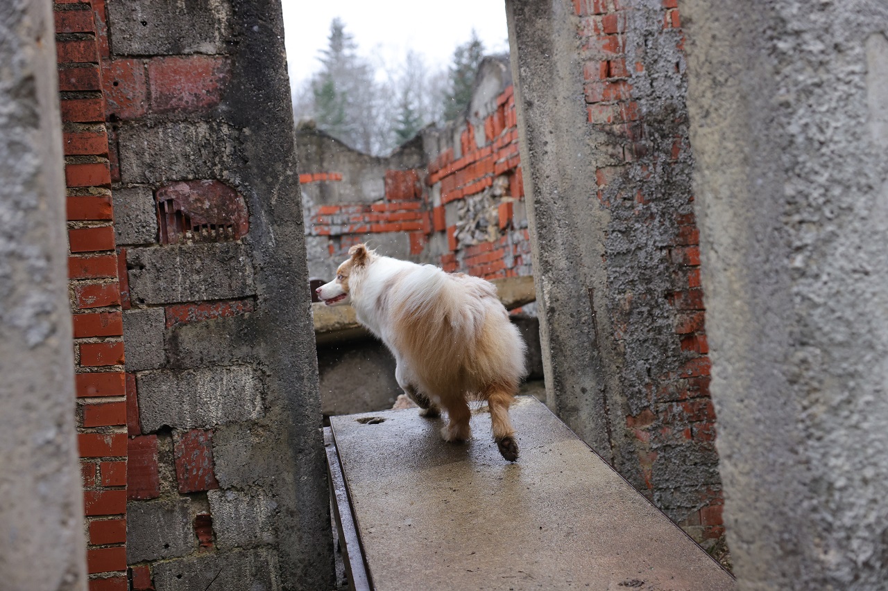 Luka Dakskobler / Bobo