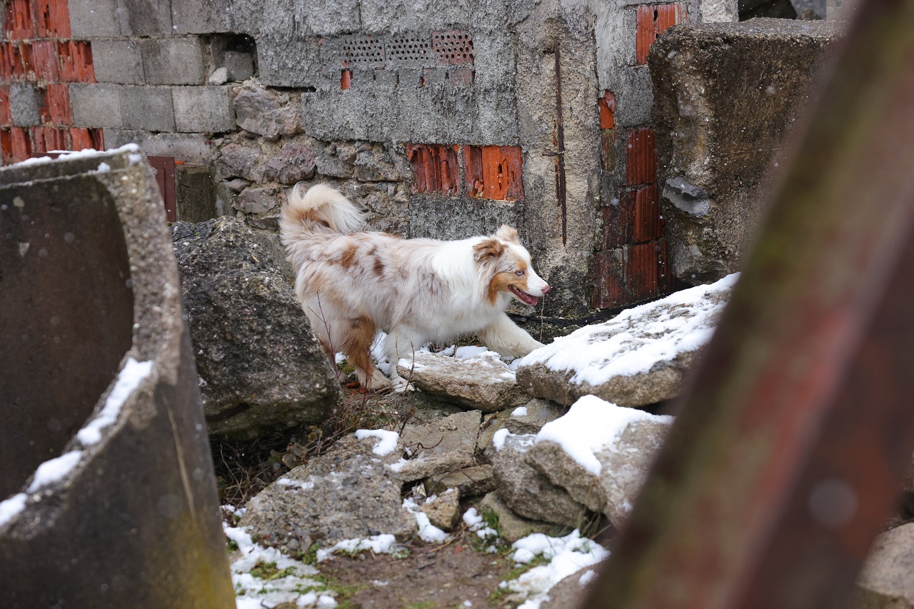 Luka Dakskobler / Bobo