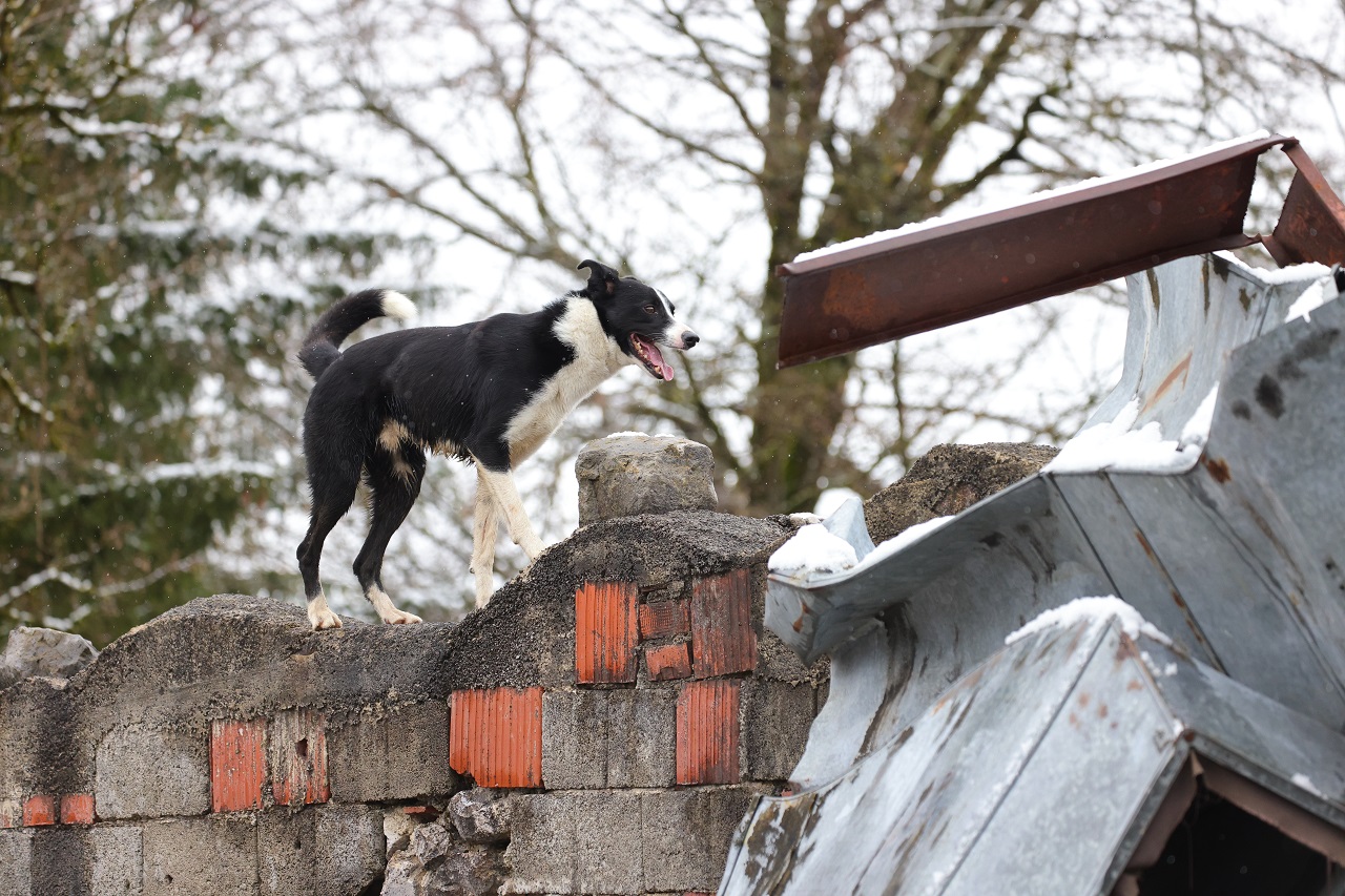 Luka Dakskobler / Bobo