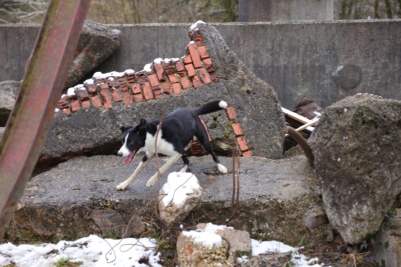 Luka Dakskobler / Bobo
