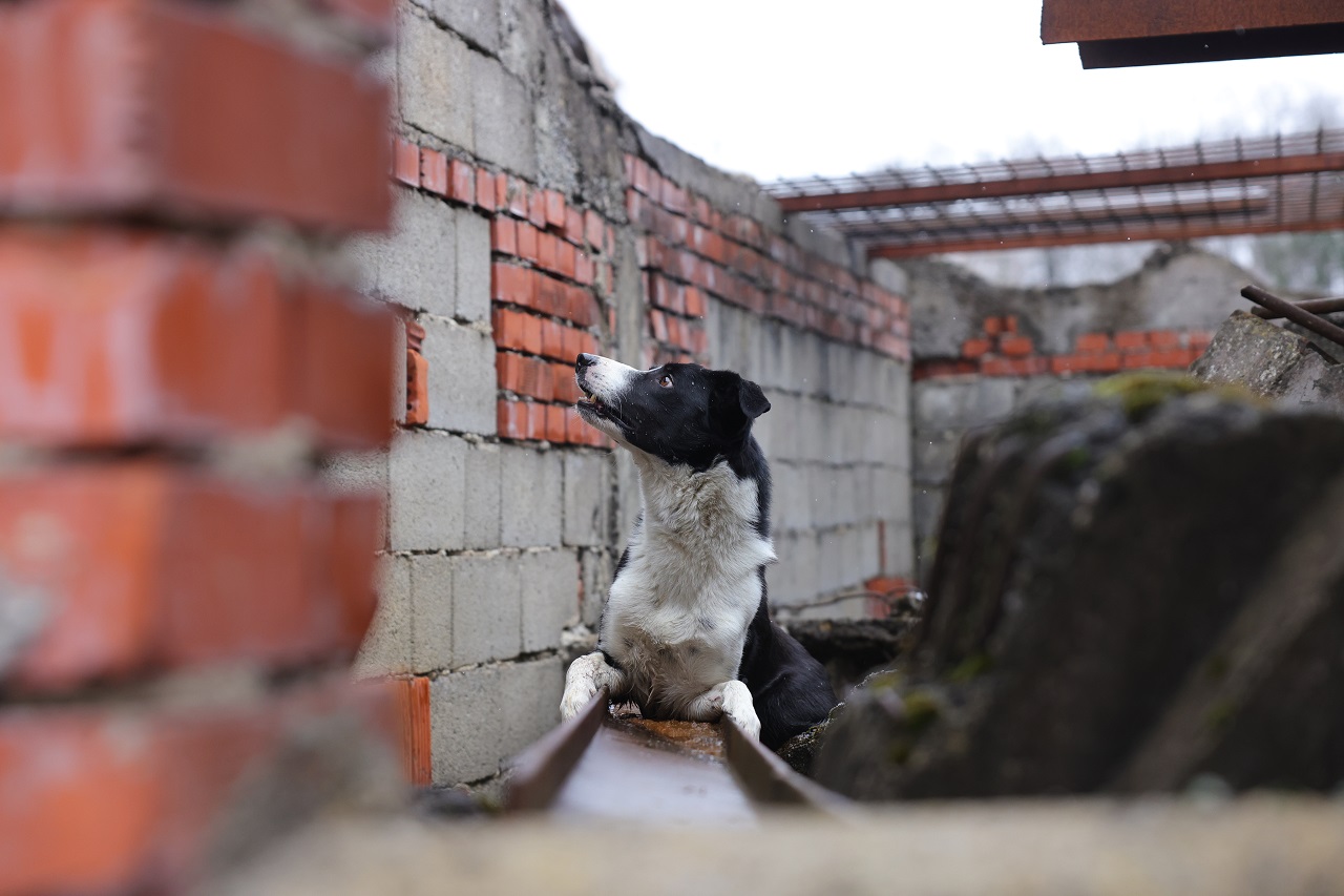 Luka Dakskobler / Bobo