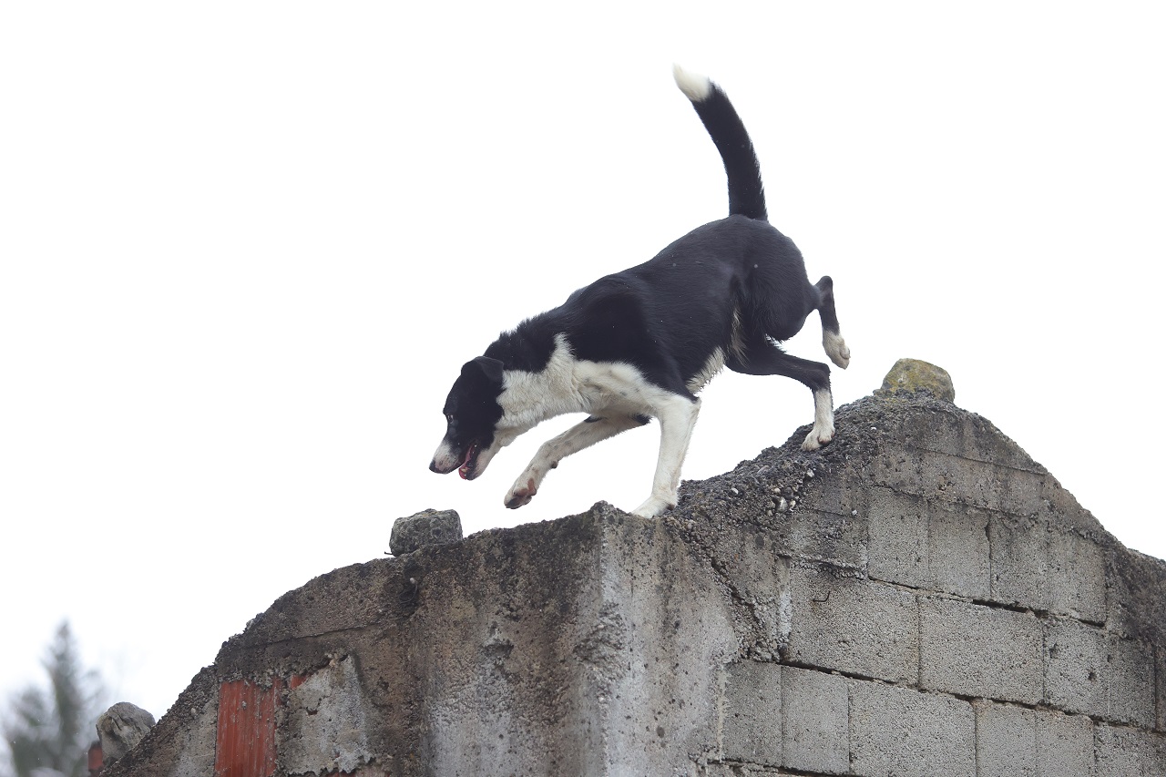 Luka Dakskobler / Bobo