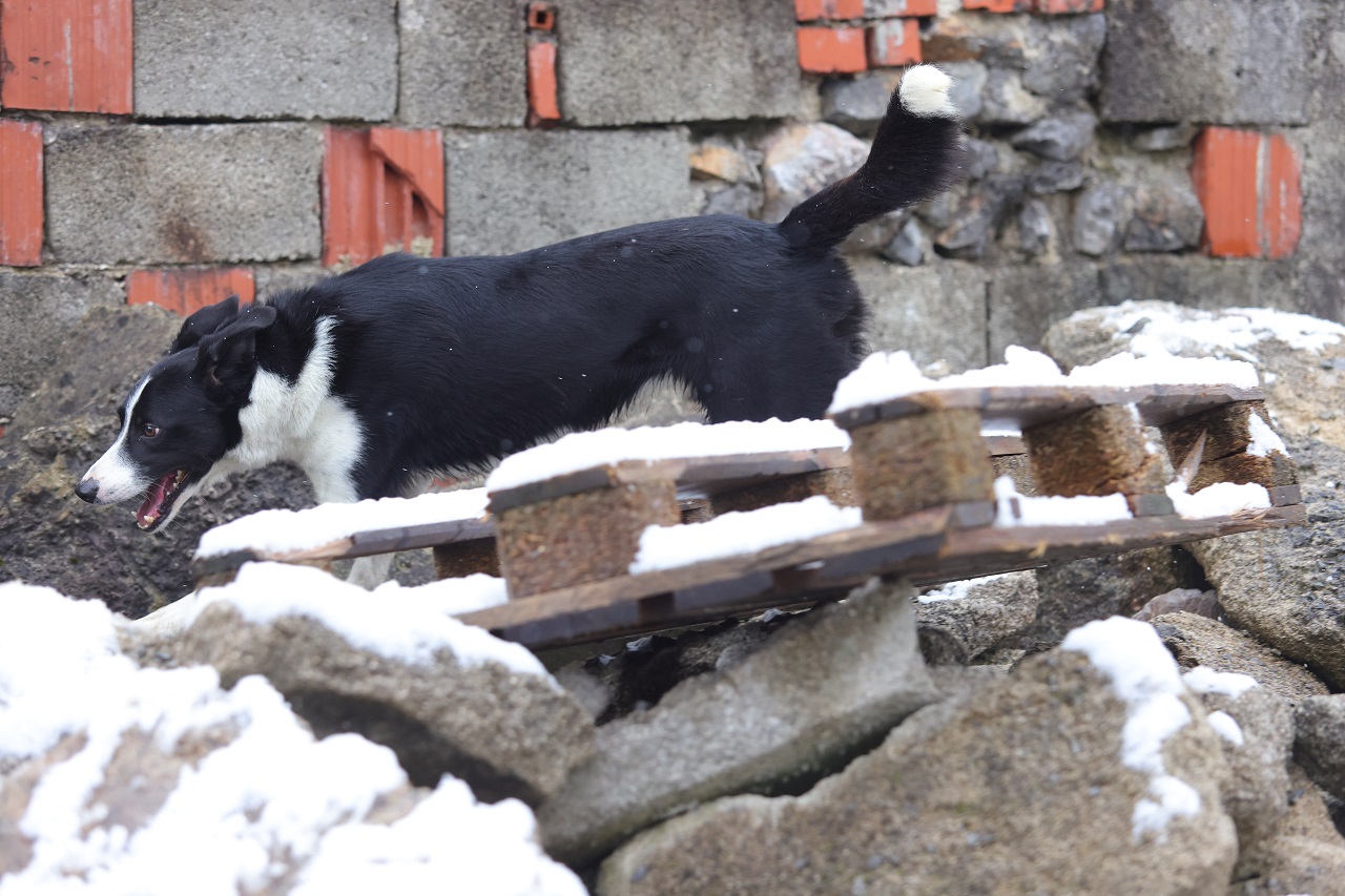 Luka Dakskobler / Bobo