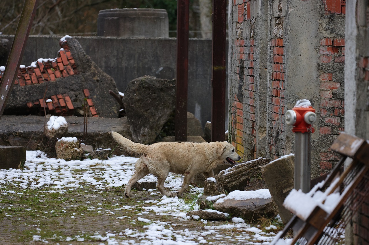 Luka Dakskobler / Bobo