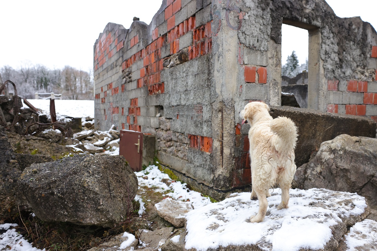 Luka Dakskobler / Bobo
