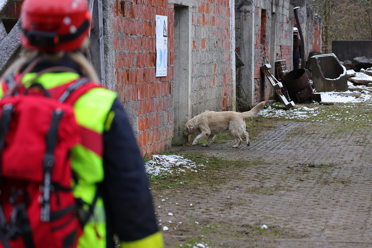 Psi reševalci, reševanje, pes, kuža