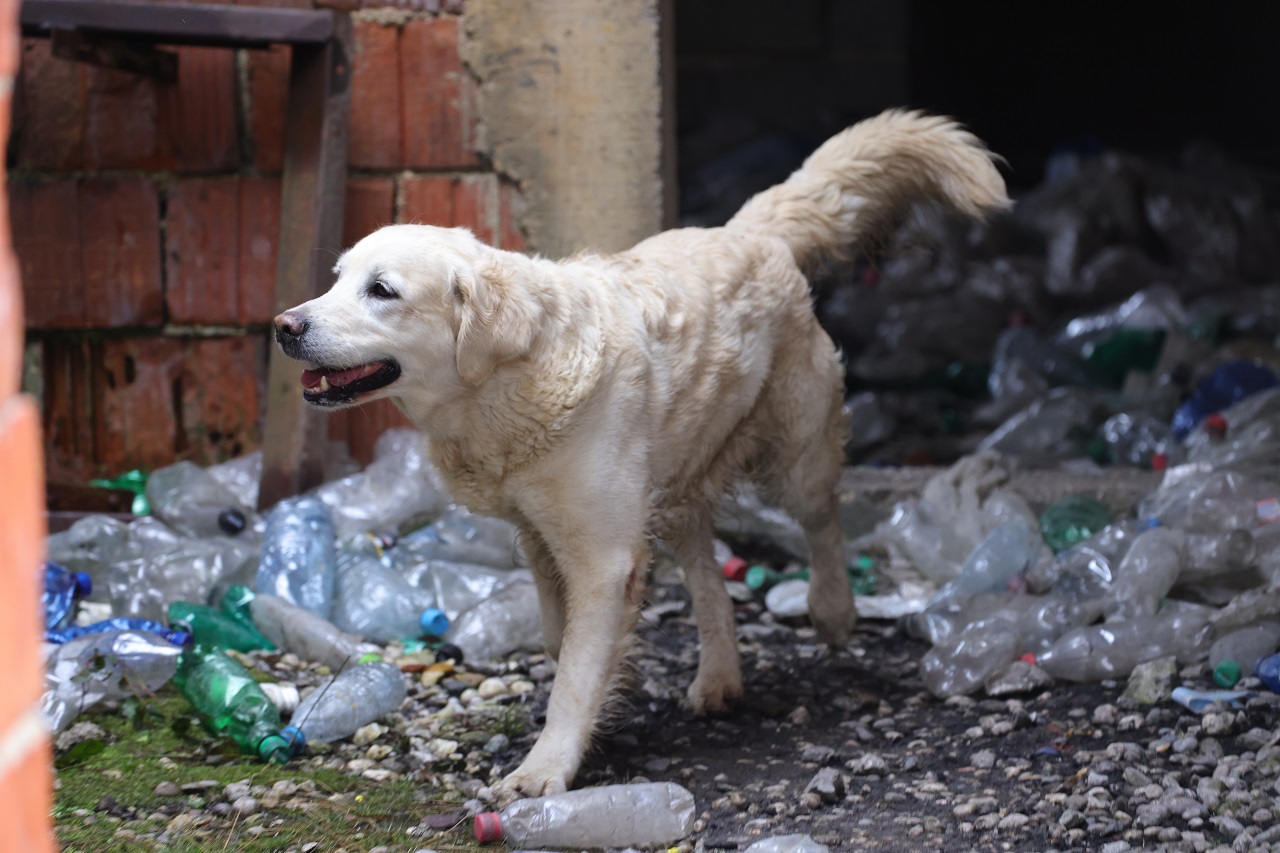 Psi reševalci, reševanje, pes, kuža