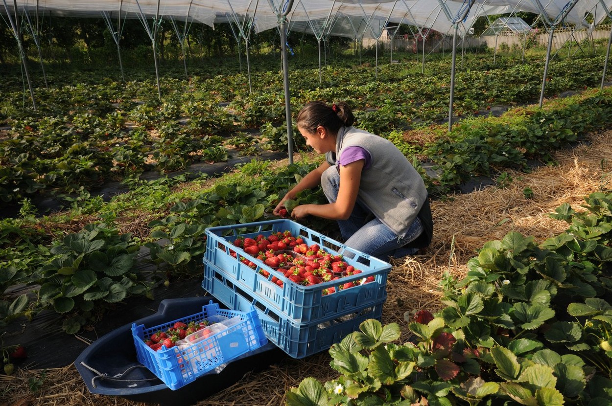 tuji delavci, kmetijstvo