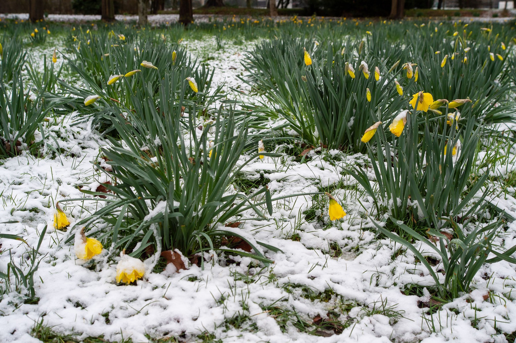 sneg v veliki britaniji