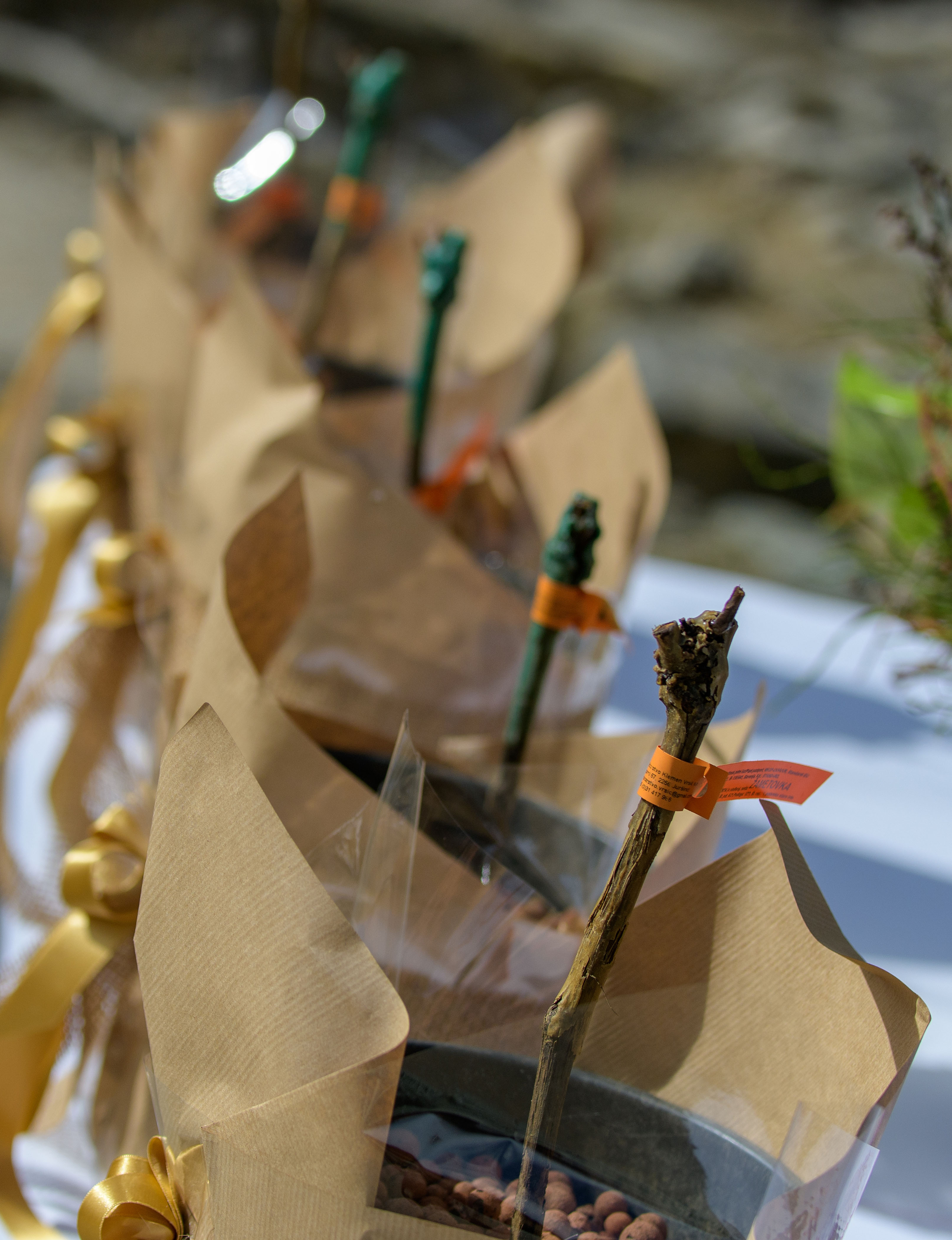 Maribor Tradicionalni rez najstarejše trte