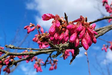Japonske češnje, Botanični vrt
