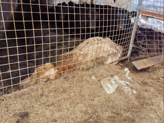 živali, krave, trpinčenje