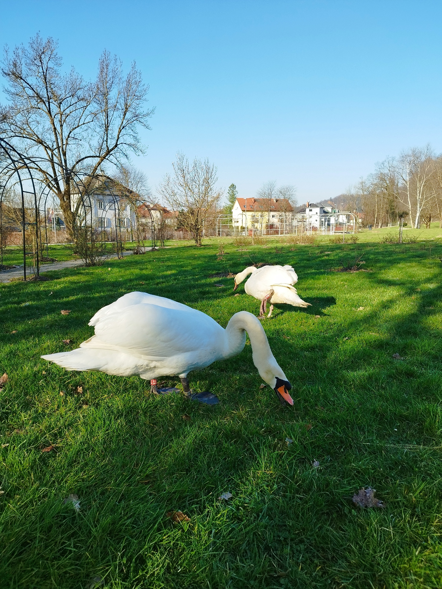 Labod Tivolski ribnik