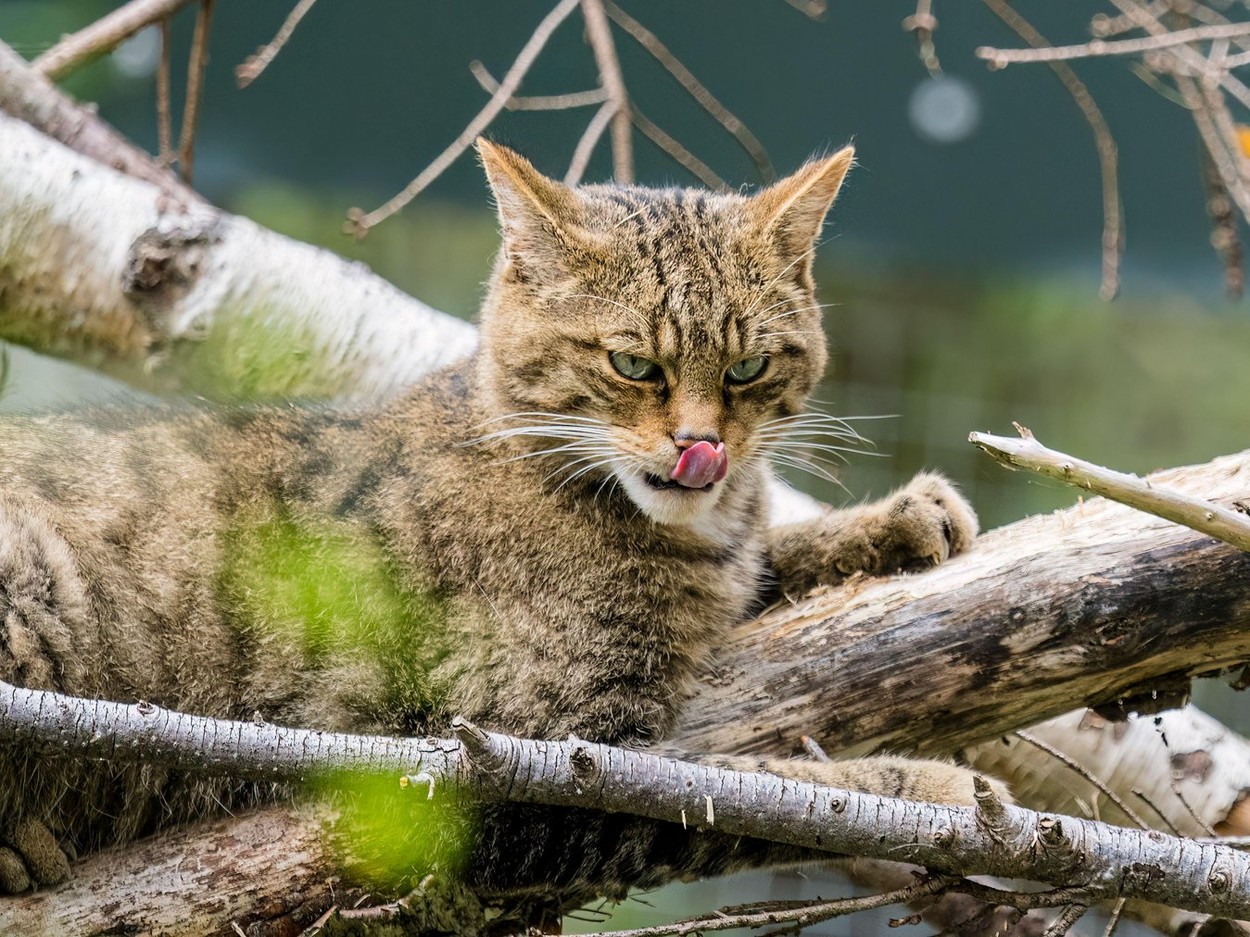 evropska divja mačka