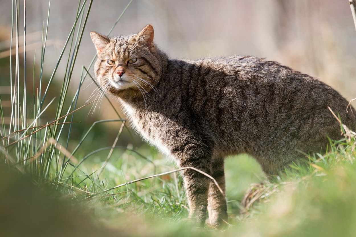 evropska divja mačka