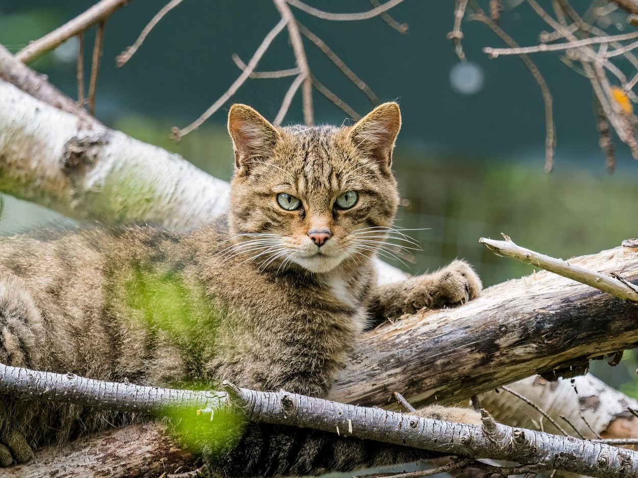 evropska divja mačka