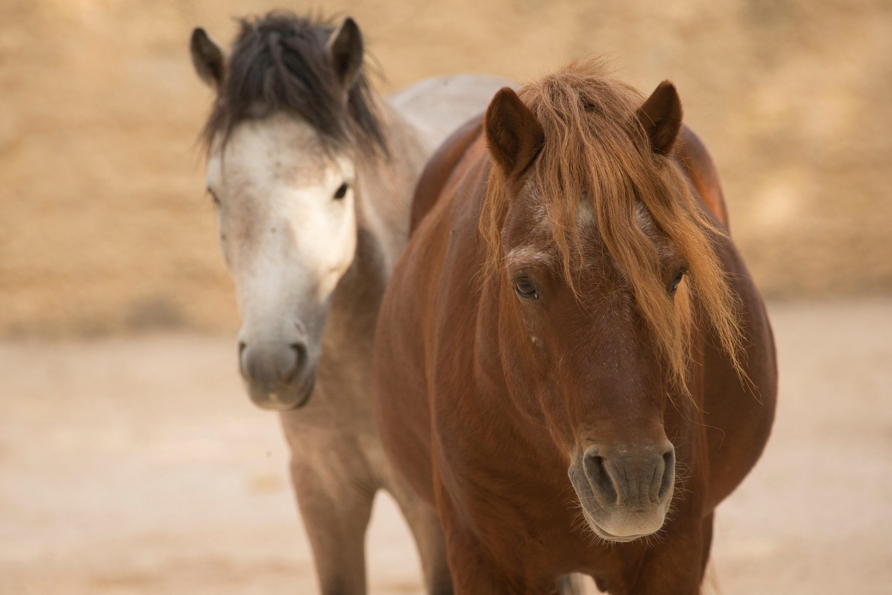 rare Skyros horse pony endangered Greece